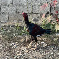 خروس لاری ومرغ لاری