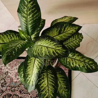 دیفن باخیا چند بوته غول