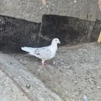 پشت گراف نر