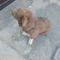 سگ پاکوتاه