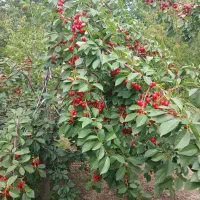 الوچه سبز درجه یک سلطانی