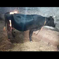گاو آبستن