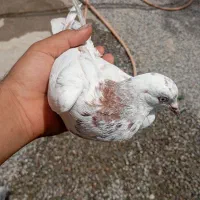 مفت|پرنده|عنبرآباد, |دیوار