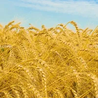 زمین کشاورزی سند6دانگ