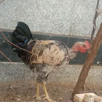 مرغ وخروس