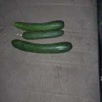 خیار محلی تازه
