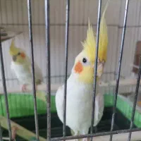 جفت عروس هلندی مولد