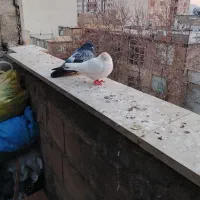 کبوتر ماده سفید باخت رفته غریب شده