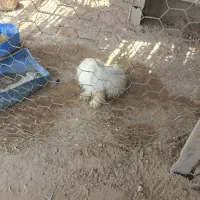 سگ ماده