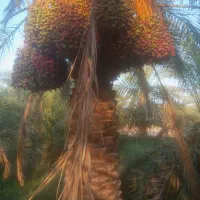 درخت اجاره