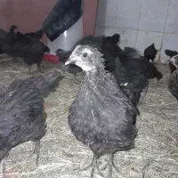 نیمچه بلک استار اورجینال