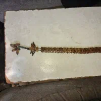 تسبیه خرما