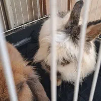 واگذاری خرگوش نر وماده لوپ