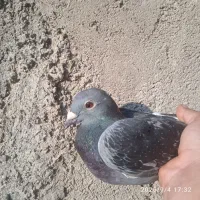کبوتر گرفتنی مسابقات