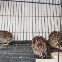 بلدرچین کوهی