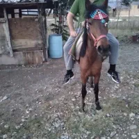 مادیان