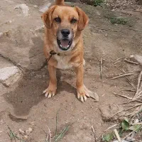 واگذاری سگ پاکوتاه نر