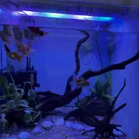 آکواریوم گلدفیش شارک لوازم پایه ال ای دی شیشه خم