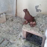 کبوترقرمز ارکح خاصا