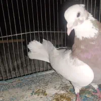 طوقی نر