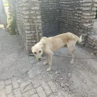 سگ نگهبان