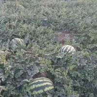 هندوانه