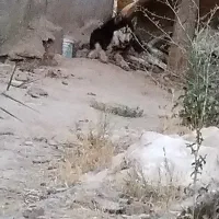 هاسکی چشم یخی