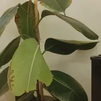 به تعدادی کارگر باغ و باغچه با حقوق خوب نیازمندیم