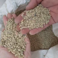 عدس ،نیسک ،مجی