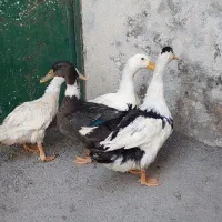 اردک