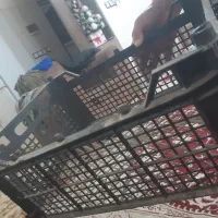 سبد انگور