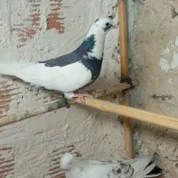 کفتر گرفتنی ***