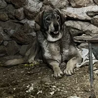 سگ جهت کشش