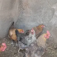 مرغ
