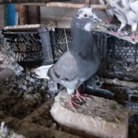 جونه گوره سبز غریب