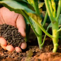 کود ارگانیک برای انواع درخت