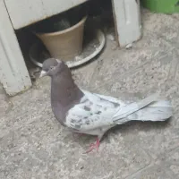 کفتر کله سرخ