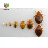 خدمات سمپاشی و سم پاشی ساس (کنگان)