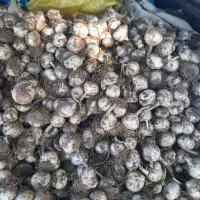 موسیر کوهی