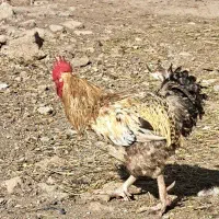 خروس
