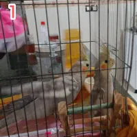 دو عدد عروس هلندی سرحال و بازیگوش