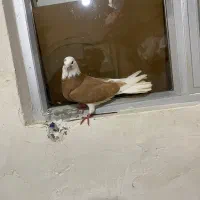 شازده ماده