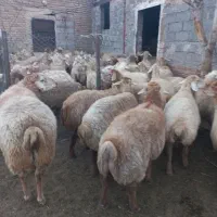 گوسفند ماده و نر
