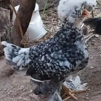 نیمچه سلطان عثمانی