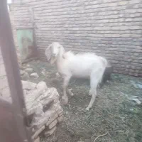 نری برای  گوشتی یا داشتی