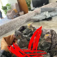 جوجه عروس هلندی سرلاکی