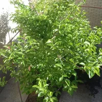 خبره ی بازنشسته جویای کار