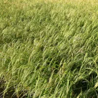 کارگر برنجکاری