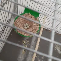 ۴ تا تخم سهره سالم نطفه دار