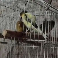 سه عدد قناری نر و ماده